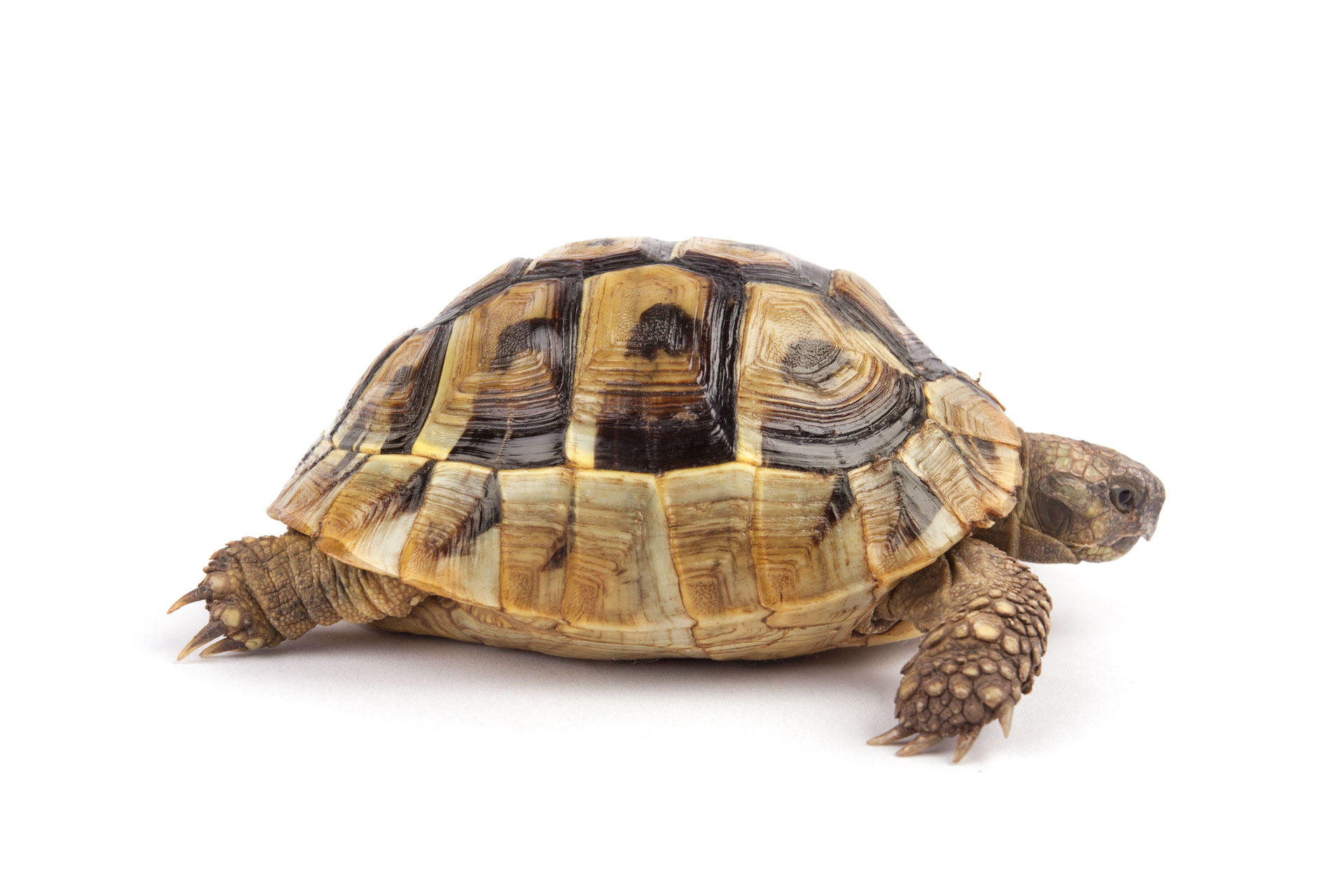 A Turtle Signifying Slowness